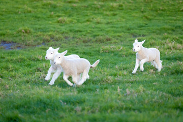 A flock of lambs playing together on the farm