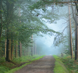 Leśna droga z poranną mgłą