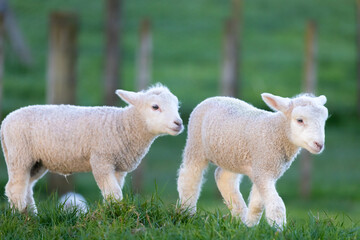 Naklejka na ściany i meble Two lambs in a field on the farm