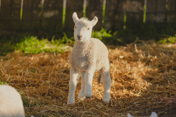 Naklejka na ściany i meble Portrait shot of a cute spring lamb