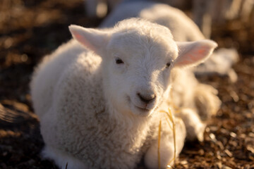 Obraz premium Portrait shot of a cute spring lamb