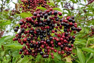 Clusters of black elderberry fruit in a garden in sunlight (Sambucus nigra). Common Names: Elderberry, Black Elderberry, European Elderberry, European Elderberry, and European Black Elderberry.