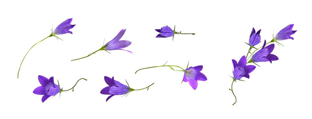 Set of purple campanula flowers and floral arrangement isolated on white or transparent background