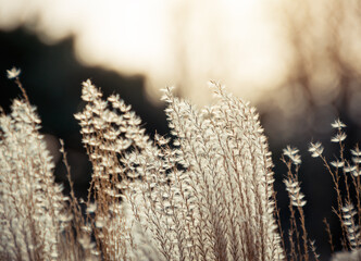 Brown grass in a park. Selective focus shot of Chinese Silver Grass (Miscanthus Sinensis) at dusk. 