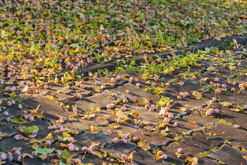 地面に落ちたイチョウ(Ginkgo biloba)の実【ギンナン】