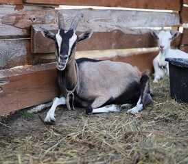 goat on farm