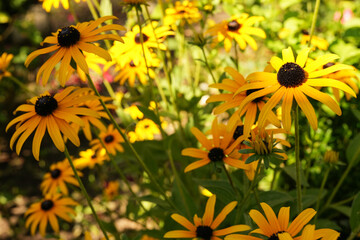 Yellow flowers of Rudbeckia. Rudbeckia plants, the Asteraceae yellow and brown flowers, common names of coneflowers and black eyed susans. Yellow flowers. Side view