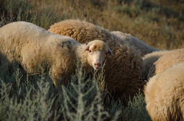 Naklejka premium Sheep on the run in the pasture in the summer