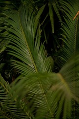 Large leaves of the cycas revoluta plant in the greenhouse of the Winter Garden. Full frame. Blurred foreground.