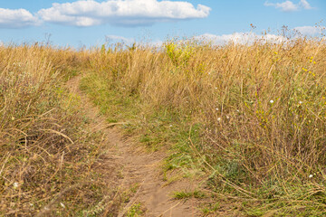 Fototapeta premium Summer field of feather grass and wildflowers on a sunny day.