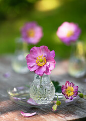 Obraz na płótnie Canvas Beautiful pink purple double flower of anemone japonica in a mini glass vase. (Anemone Hupehbensis). Garden decor idea concept. Copy space.