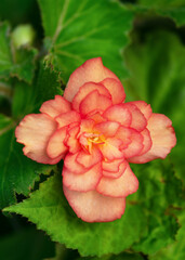 Beautiful large double  begonia flowers blooming in the cottage garden. Floriculture, gardening or landscape design concept. Selective focus.