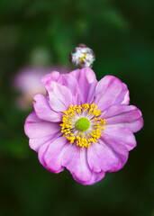 Obraz premium Top view of beutiful pink purple double flower of anemone japonica on blurred background. (Anemone Hupehensis) Selective focus.