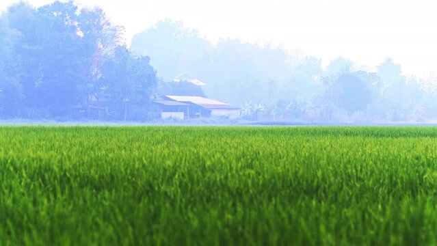 Lush green rice field and farm in morning haze in background, Thailand.