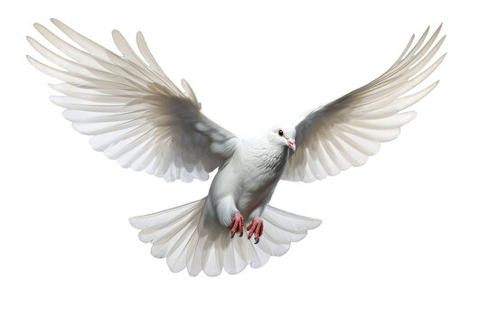 recommend clip art: Side view of isolated white dove hooting in action on a cutout PNG transparent background
