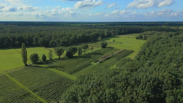 Rising wide view of tree orchard beautiful nature background panorama