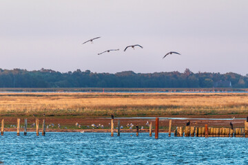 Kraniche im Anflug zum Schlafplatz bei Zingst an der Ostsee.