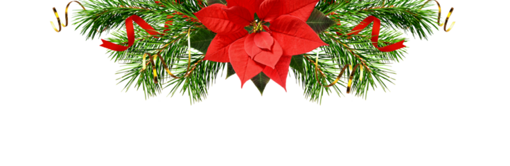 Christmas tree branches, bells and red poinsettia flower in a holiday header arrangement isolated on white or transparent background