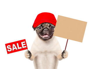 Happy Pug puppy wearing red cap showing empty poster on wooden stick and shows signboard with labeled "sale". Isolated on white background