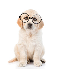 Smart Golden retriever puppy wearing eyeglasses looks at camera. isolated on white background