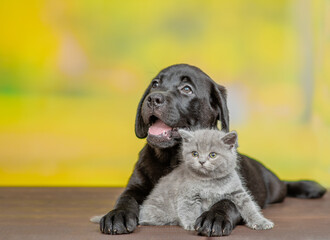 Black labrador puppy hugs tiny kitten at summer park. Pets look away on empty space