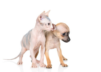 Fototapeta premium Toy terrier puppy and sphynx kitten sit together and look away on empty space. isolated on white background