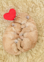 Two tiny cozy newborn Toy Poodle puppies sleep together. Top down view