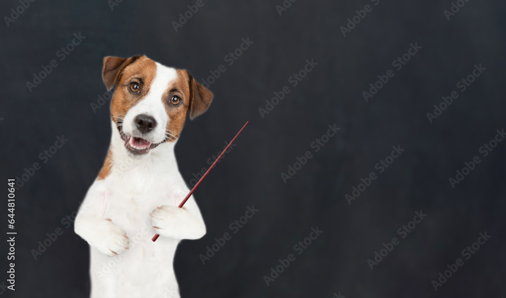 Poster smart jack russell terrier puppy points on empty black chalkboard. empty space for text