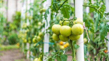 Vibrant organic, homegrown tomato plants