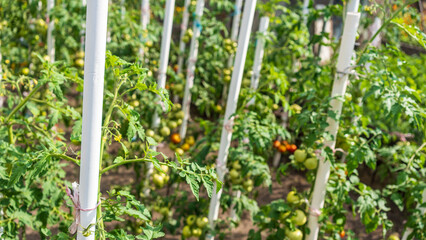 Vibrant organic, homegrown tomato plants