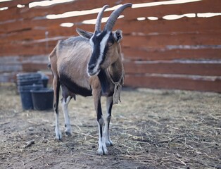 antelope on the ground