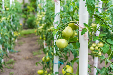 Vibrant organic, homegrown tomato plants