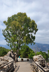 A lonely eucalyptus tree standing on a rocky hill overlooking the mountains.