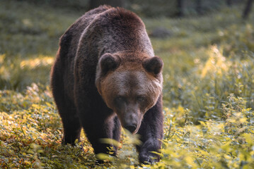 Fototapeta premium brown bear cub