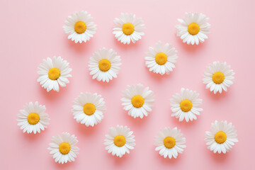 Obraz premium Collection of beautiful daisy flowers on solid background.