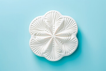 Sand dollar shell on solid background. Ocean summer and vacation concept.