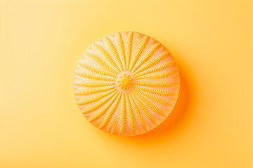 Sea urchin shell on solid background. Ocean summer and vacation concept.