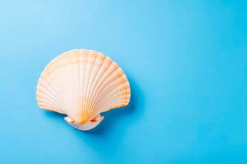 Beautiful small sea shell on solid studio background. Ocean summer and vacation concept.