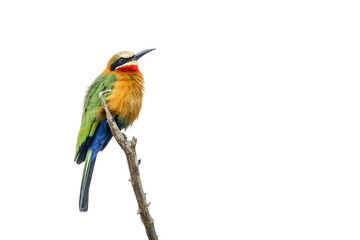 White fronted Bee eater standing on a branch isolated in white background in Kruger National park, South Africa ; Specie Merops bullockoides family of Meropidae