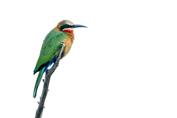 White fronted Bee eater standing on a branch isolated in white background in Kruger National park, South Africa ; Specie Merops bullockoides family of Meropidae