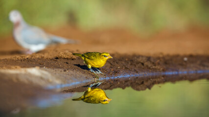 Spectacled Weaver along waterhole with reflection in Kruger National park, South Africa ; Specie...