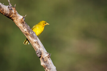 Obraz premium Spectacled Weaver standing on a branch isolated in natural background in Kruger National park, South Africa ; Specie Ploceus ocularis family of Ploceidae