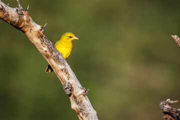 Spectacled Weaver standing on a branch isolated in natural background in Kruger National park, South Africa ; Specie Ploceus ocularis family of Ploceidae