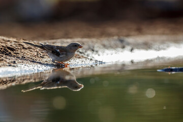 Southern Grey-headed Sparrow along waterhole with reflection in Kruger National park, South Africa...