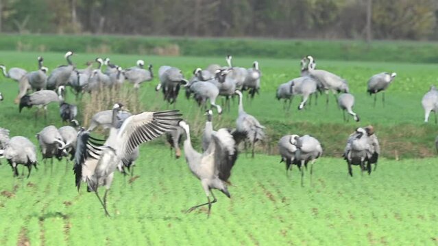 Common Cranes or Eurasian Cranes (Grus Grus) dancing and jumping in a field around the moors of near Diepholz in Lower Saxony in Germany during the autumn migration.