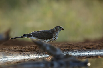 Shikra drinking at waterhole at dawn in Kruger National park, South Africa ; Specie Accipiter badius family of Accipitridae