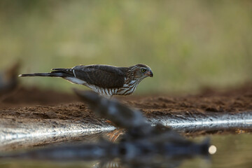 Shikra drinking at waterhole at dawn in Kruger National park, South Africa ; Specie Accipiter badius family of Accipitridae