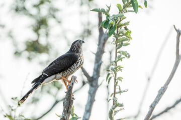 Shikra juvenile standing on a branch isolated in white background in Kruger National park, South Africa ; Specie Accipiter badius family of Accipitridae