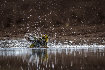 Red headed weaver bathing in waterhole in Kruger National park, South Africa ; Specie Anaplectes rubriceps family of Ploceidae