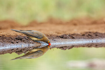 Red billed Oxpecker drinking in waterhole with reflection in Kruger National park, South Africa ; Specie Buphagus erythrorhynchus family of Buphagidae